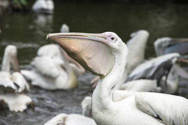 Hungry pelican — Stock Photo, Image