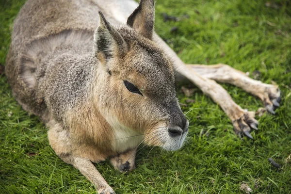 Patagonian cavy at Blackbrook zoo, Staffordshire — Stock Photo, Image