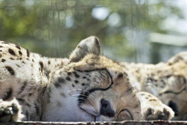 Sleeping cheetahs — Stock Photo, Image