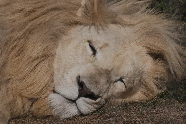 Cat nap — Stock Photo, Image