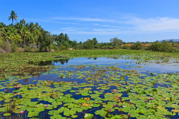 Pwater lily flowers — Stock Photo, Image