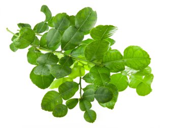 Taze kaffir limon yaprakları