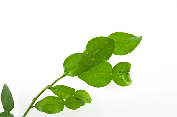 신선 한 카피르 라임 잎 — 스톡 사진