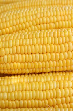 korrels van rijpe gele maïs