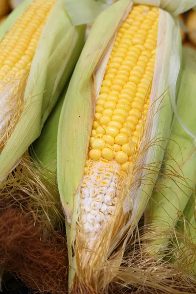 Sárga kukorica csövek — Stock Fotó