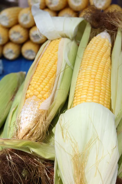 Yellow corn cobs — Stock Photo, Image