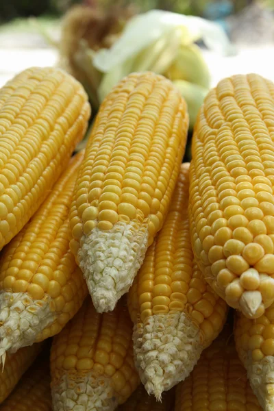 Yellow corn cobs — Stock Photo, Image