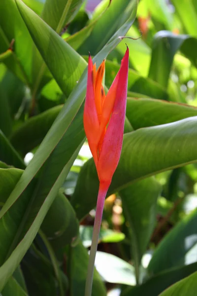 Bird of paradise flower in green garden — Stock Photo, Image