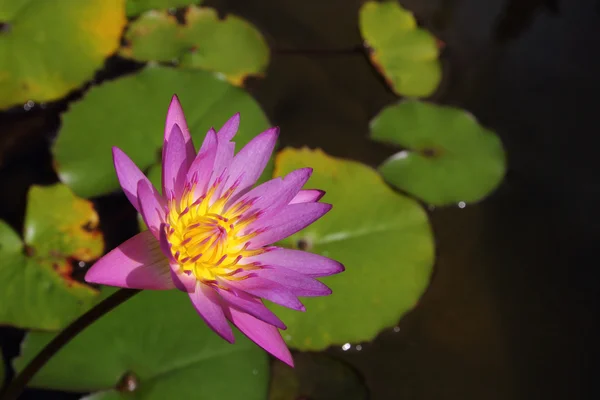 粉红荷花池塘，莲花是水疗及佛教在亚洲 symbole — 图库照片