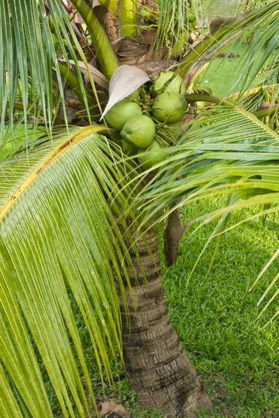 Kokosnoot boom — Stockfoto