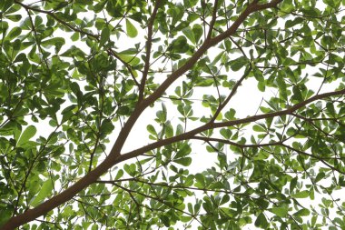 yeşil yaprakları ve dalları