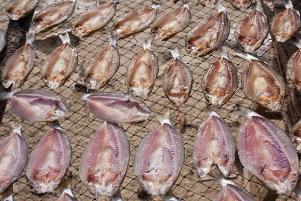 Dried fish under sun — Stock Photo, Image