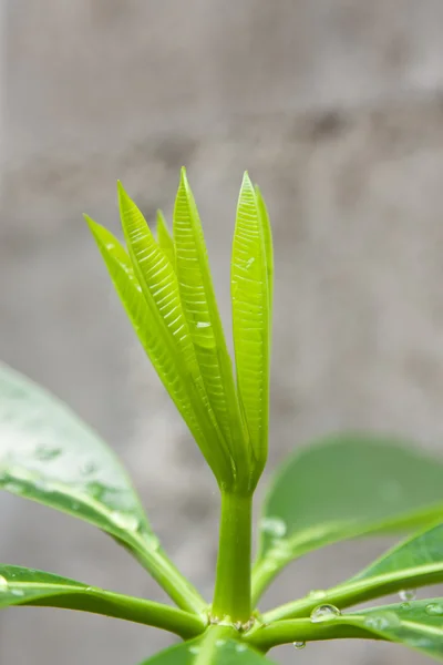 Young leaves — Stock Photo, Image