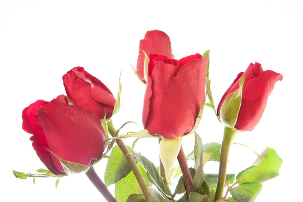 Bouquet di rose rosse — Foto Stock