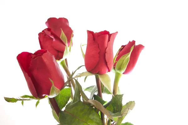 Bouquet di rose rosse — Foto Stock