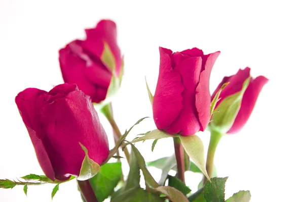 Red roses bouquet — Stock Photo, Image