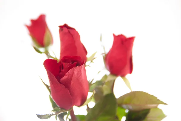 Kytice z červených růží — Stock fotografie