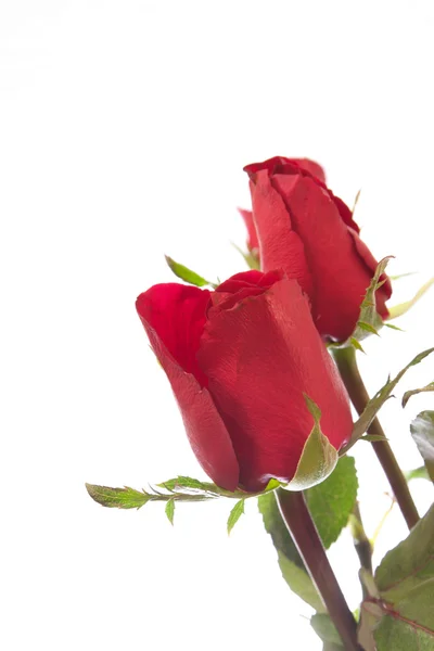 Red roses bouquet — Stock Photo, Image