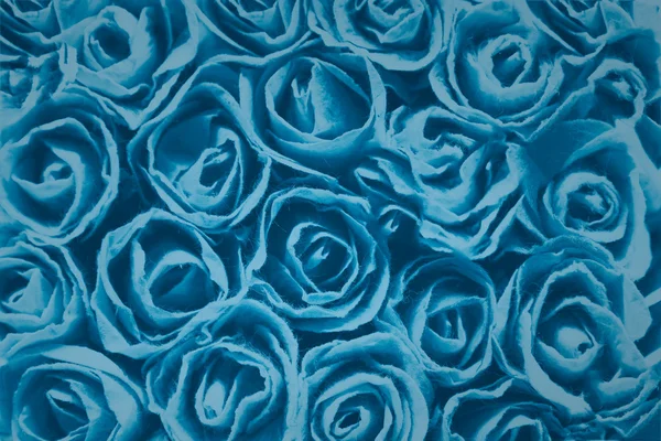 Rose texture blue background — Stock Photo, Image