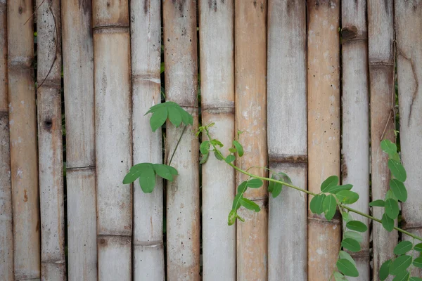 Vine on bamboo wall — Stock Photo, Image