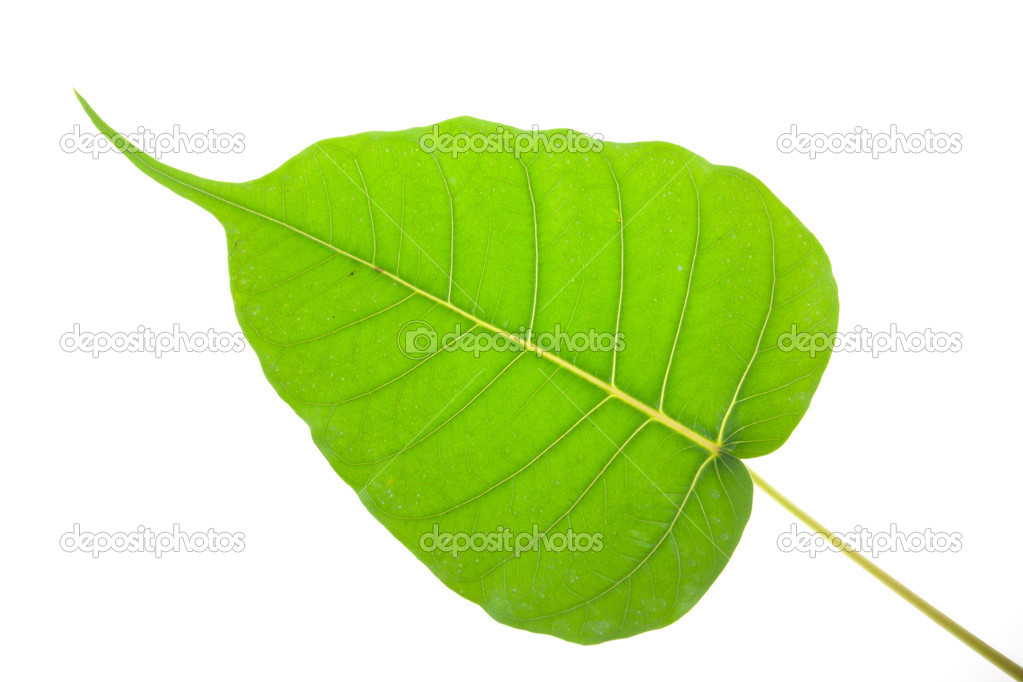 Bodhi green leaf