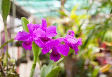 Mor cattleya orkide