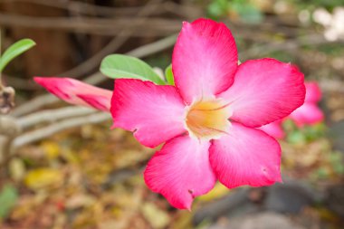 adenium çiçekler
