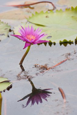 pembe lotus gölet üzerinde çiçeklenme