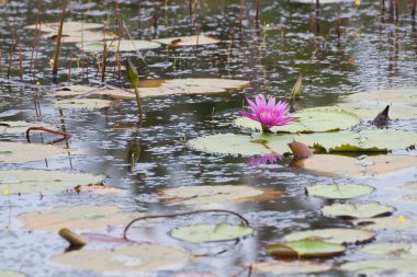 pembe lotus gölet üzerinde çiçeklenme
