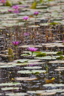 pembe lotus gölet üzerinde çiçeklenme