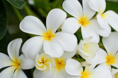 Beyaz ve sarı frangipani çiçek veya tropikal çiçek Reaply ile