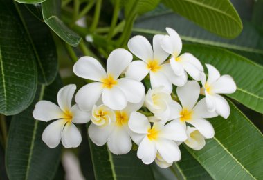 Beyaz ve sarı frangipani çiçekler