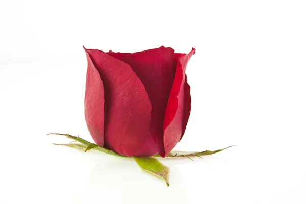 Piękna czerwona róża odizolowana na białym — Zdjęcie stockowe