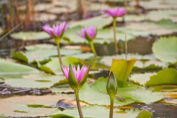 Loto rosa che fiorisce sullo stagno — Foto Stock