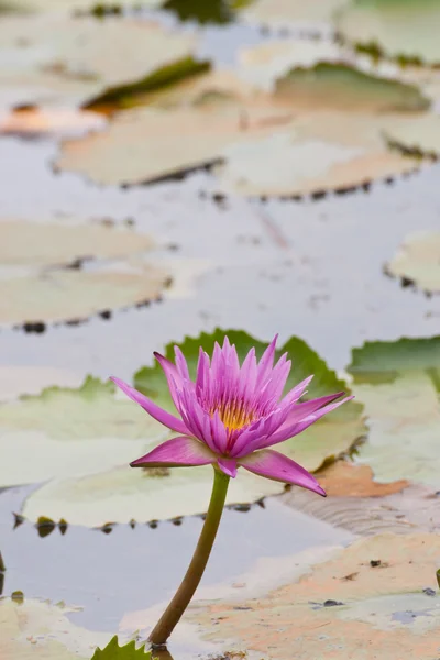池塘里盛开的粉红荷花 — 图库照片