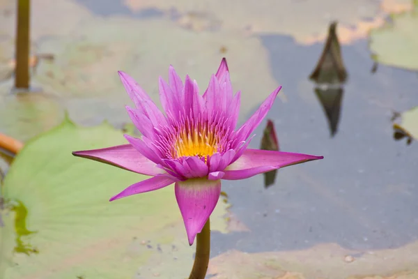 Lotus rose fleurissant sur l'étang — Photo