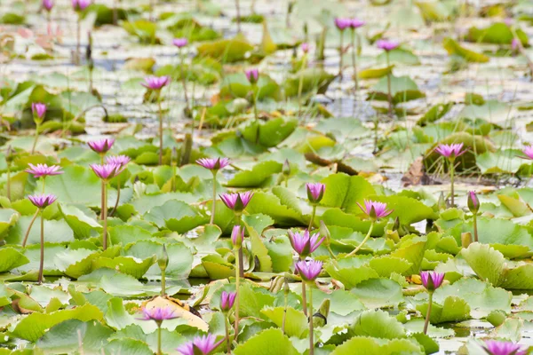 Lotus rose fleurissant sur l'étang — Photo