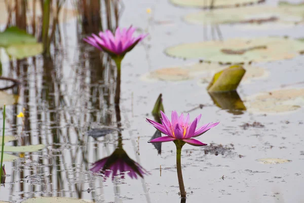 Roze lotus bloeien op vijver — Stockfoto