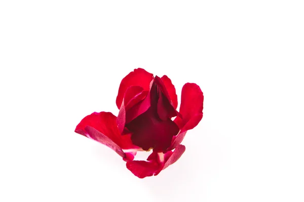 Bela de única pétala de rosas vermelhas isoladas em branco — Fotografia de Stock