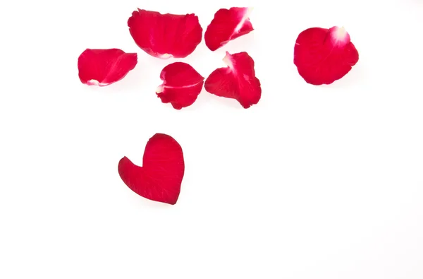 Na białym tle piękny płatki czerwonych róż w kształcie serca na whi — Zdjęcie stockowe