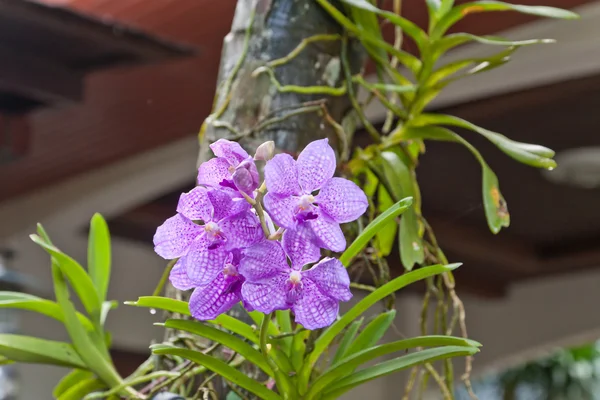 Orchidée pourpre, hybrides Vanda — Photo
