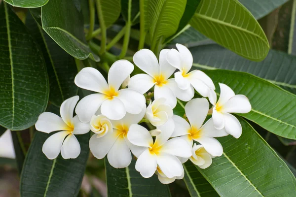Beyaz ve sarı frangipani çiçekler
