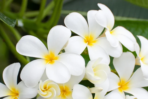 Witte en gele frangipani bloemen — Stockfoto