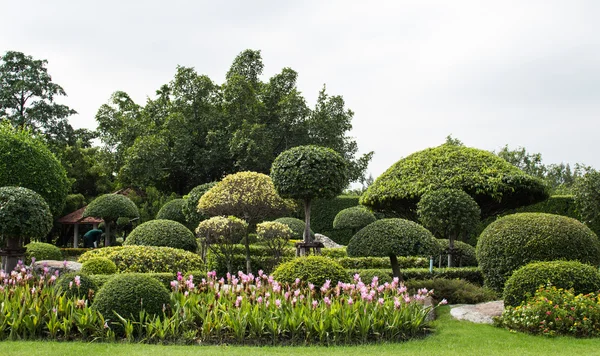 Siam tulip in Tuin vorm — Stockfoto