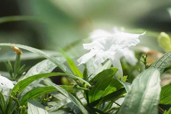 Spring white flower — Stock Photo, Image