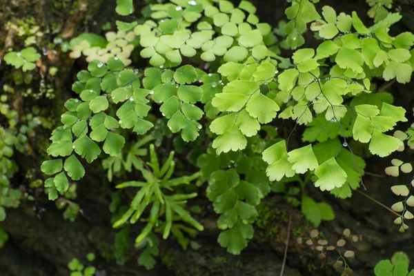 Adiantum kapradí — Stock fotografie