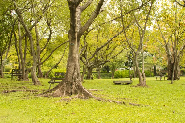 Park in het najaar. — Stockfoto