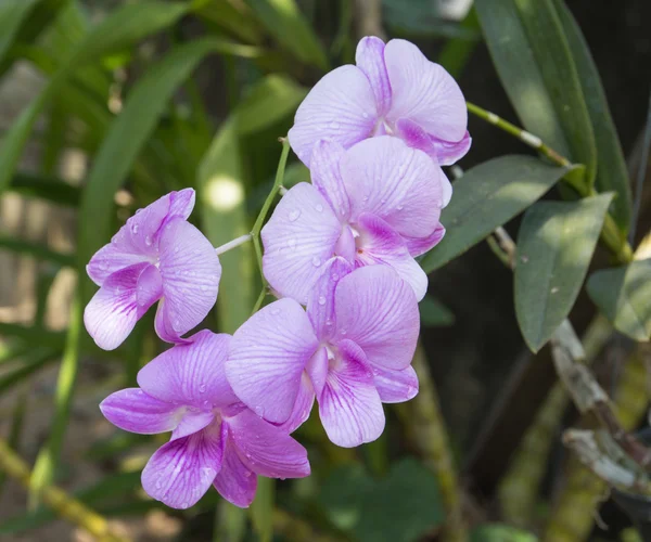 Orchidée pourpre magnifique dans le jardin — Photo