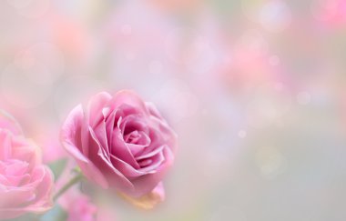 Pembe güller arka plan