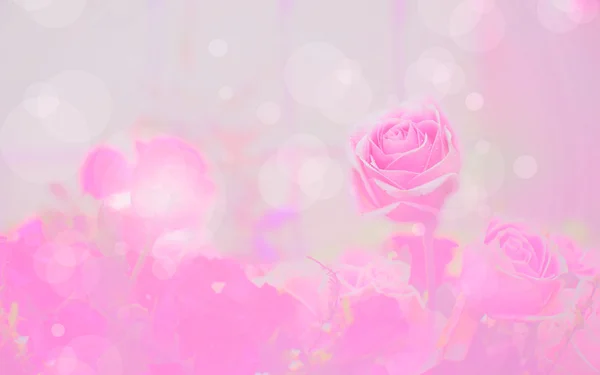 Троянди рожеві фону — стокове фото